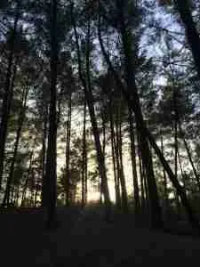Paphos Forest