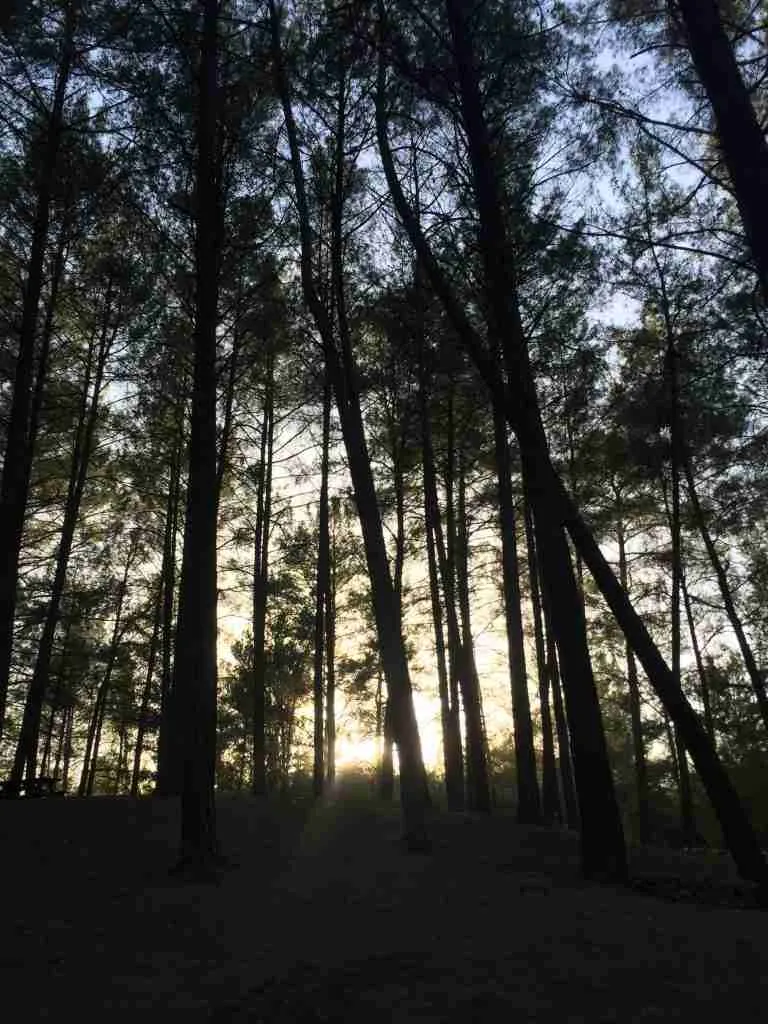 Paphos Forest