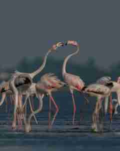 Flamingo Salt Lake Larnaca Cyprus Phoenicopterus roseus