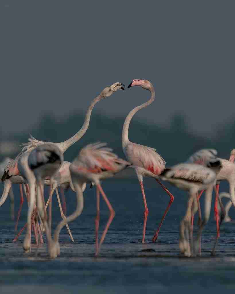 Flamingo Salt Lake Larnaca Cyprus Phoenicopterus roseus