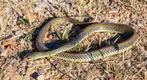 Snakes Of Cyprus - Montpellier Snake