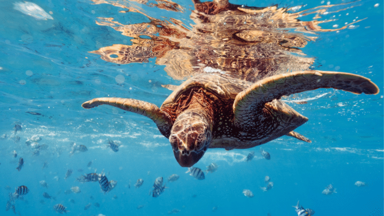 Underwater Fantasies_Event
