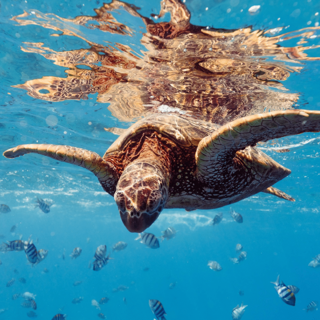 Underwater Fantasies_Post